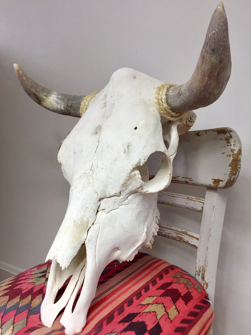 Genuine Taxidermy Cow Skull