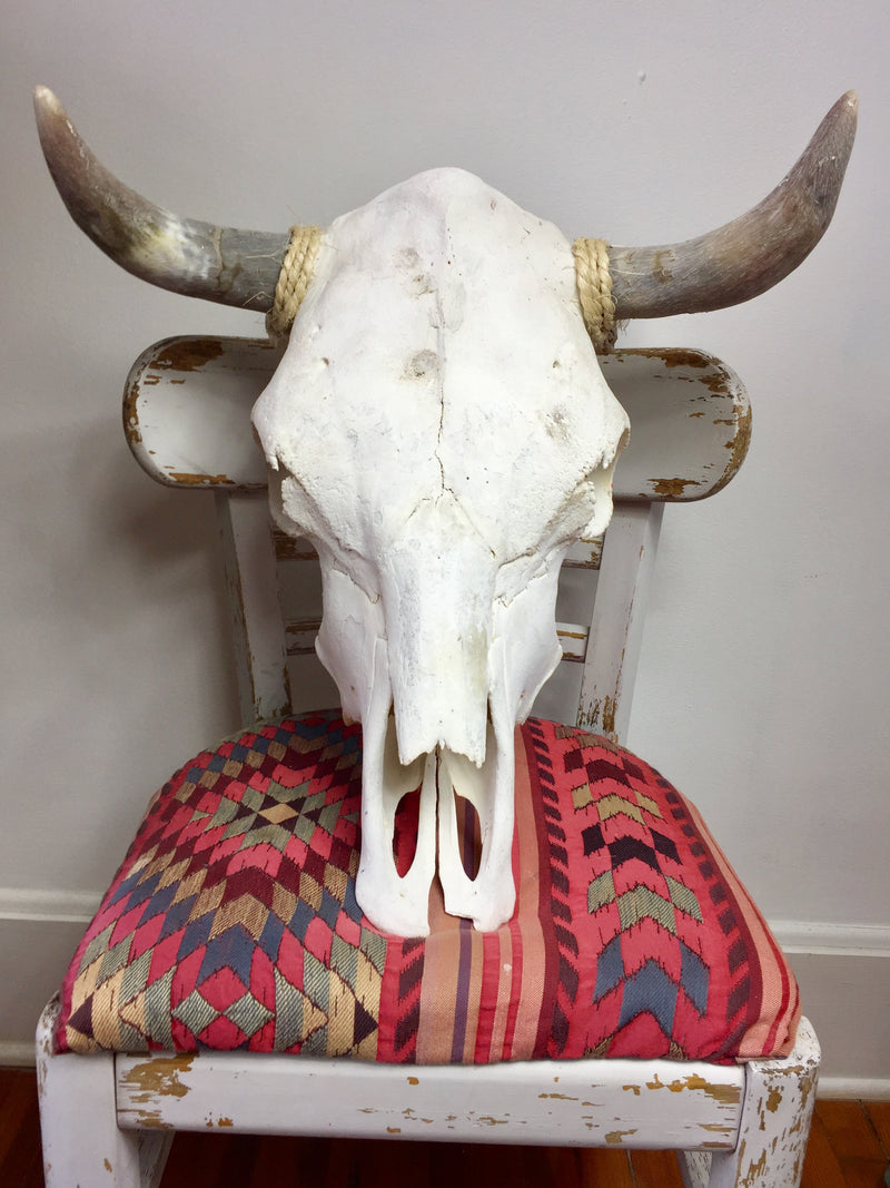22" Genuine Taxidermy Skull Wall Hanging - Southwest Cow Skull