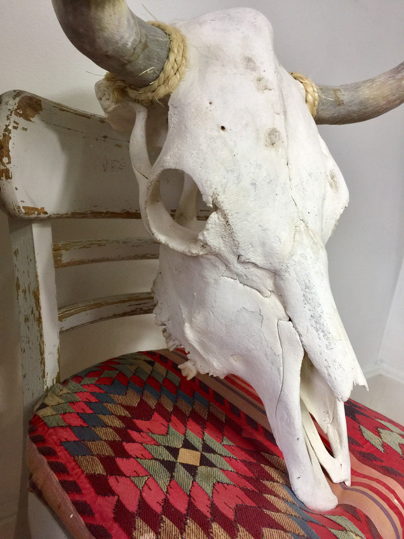 Genuine Taxidermy Cow Skull